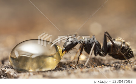big forest ants in a native habitat 123047598