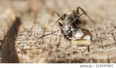 big forest ants in a native habitat 123047601