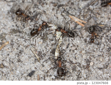 big forest ants in a native habitat 123047608
