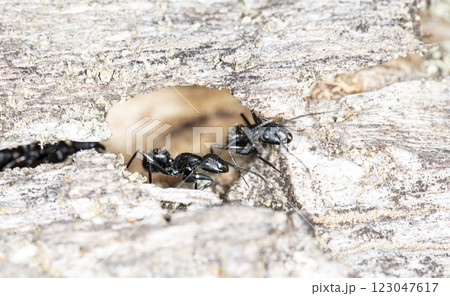 big forest ants in a native habitat 123047617