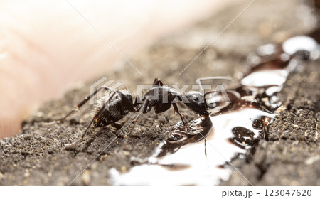 big forest ants in a native habitat 123047620