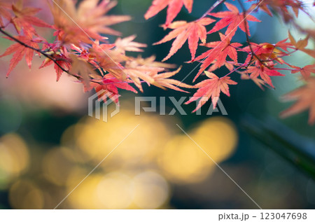 紅葉のもみじ 紅葉のもみじ 123047698