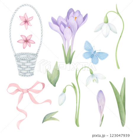 Spring flowers set with wicker basket, pink ribbon and a butterfly. Watercolor collection of crocuses, snowdrops and green leaves isolated on white. Floral clipart for postcard design and scrapbooking 123047939