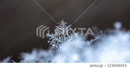 natural snowflakes on snow, winter 123048053