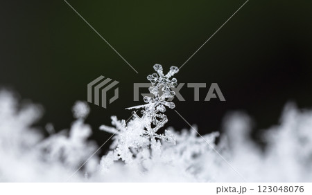natural snowflakes on snow, winter 123048076