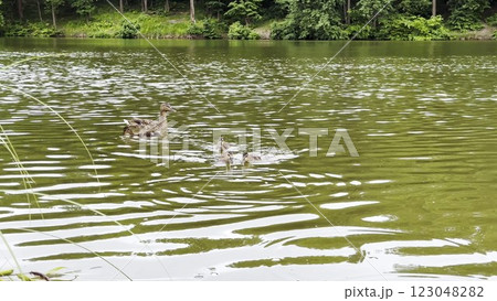 Mallard with ducklings floating in the lake at summer day. Mother duck with brood swimming at pond. Birds family in the nature habitat. Concept of animal wildlife. Close up Slow mo Mallard with ducklings floating in the lake at summer day. Mother duck with brood swimming at pond. Birds family in the nature habitat. Concept of animal wildlife. Close up Slow mo 123048282