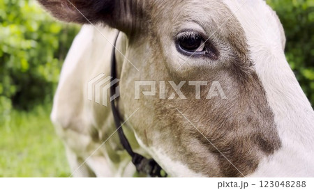 Close up to eye of cute gray cow at lawn. Sight of a friendly mammal animal at countryside. Profile of beautiful kine grazing outdoor. Cattle on pasture. Concept of livestock husbandry Close up to eye of cute gray cow at lawn. Sight of a friendly mammal animal at countryside. Profile of beautiful kine grazing outdoor. Cattle on pasture. Concept of livestock husbandry 123048288