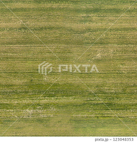 texture of green grass on the lawn, seamless 123048353