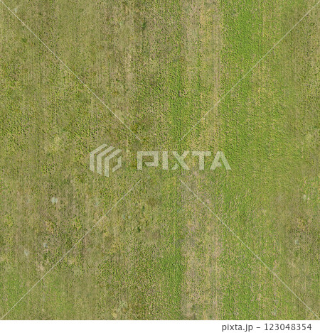 texture of green grass on the lawn, seamless 123048354