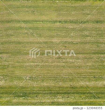 texture of green grass on the lawn, seamless 123048355