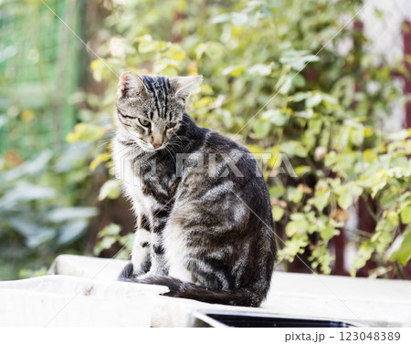 wild street cat, pets 123048389