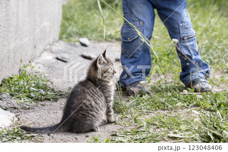 wild street cat, pets 123048406