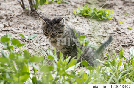 wild street cat, pets wild street cat, pets 123048407