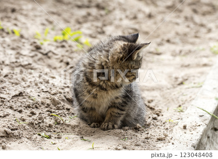 wild street cat, pets 123048408