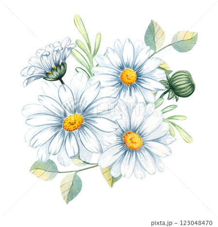 Bouquet of chamomile, daisy, leaves, petal, bud isolated on white background for congratulations, wedding, greeting, invitation card, print, scrapbooking 123048470