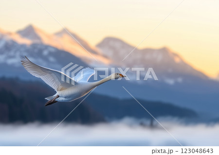 Wild swan in flight over snow covered mountains at sunrise. 123048643