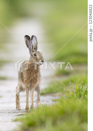 Field hare (Lepus europaeus) in Bird park Kosteliska near Dubnany, Southern Moravia, Czech Republic 123048822