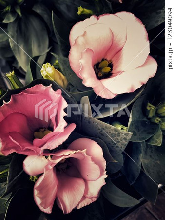 Background large pink flowers Background large pink flowers 123049094