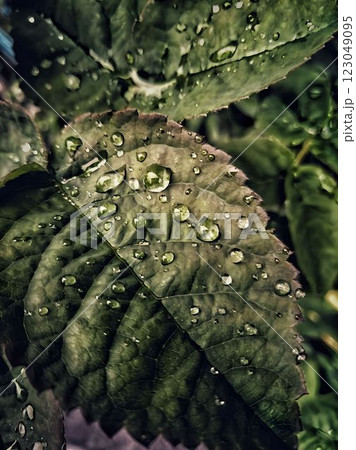 Background large leaves in drops of dew after rain 123049095