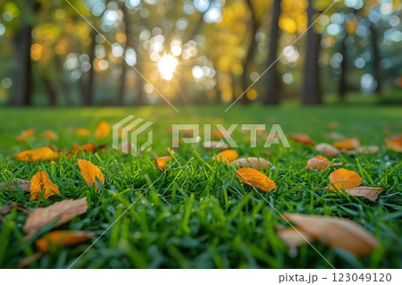 green grass scattered with golden autumn leaves across a bright park setting glowing sunlight background copyspace concept of environment travel design 123049120