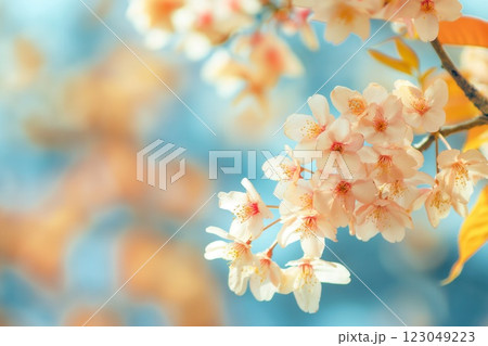 delicate pastel blossoms on slender branch softly illuminated against dreamy blue backdrop gentle floral arrangement copyspace concept of florist, spa, wedding 123049223