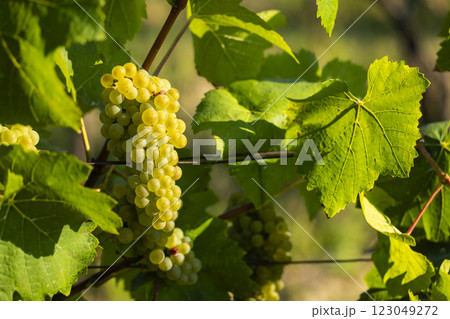 Vineyard with Hibernal near Cejkovice, Southern Moravia, Czech Republic 123049272