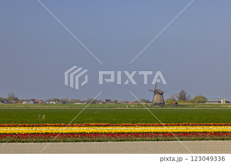 Field of tulips with Ondermolen windmill near Alkmaar, The Netherlands Field of tulips with Ondermolen windmill near Alkmaar, The Netherlands 123049336