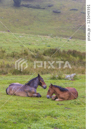 Horses and cows in the Pyrenees in France 123049391