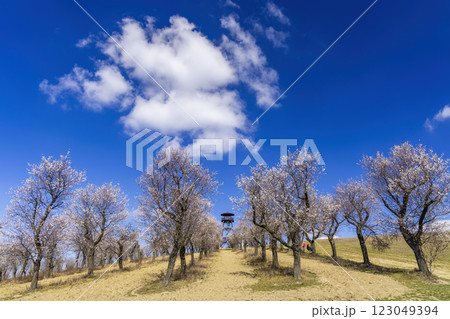Almond tree orchard in Hustopece, South Moravia, Czech Republic 123049394