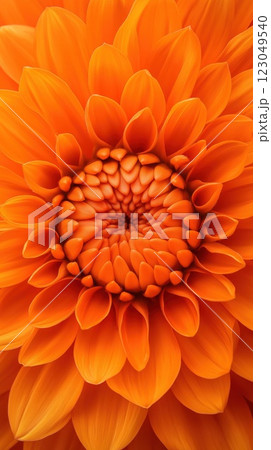 macro view of bright orange dahlia bloom intricate petals in a symmetrical floral arrangement with uplifting tone concept of gardening, spa, beauty macro view of bright orange dahlia bloom intricate petals in a symmetrical floral arrangement with uplifting tone concept of gardening, spa, beauty 123049540