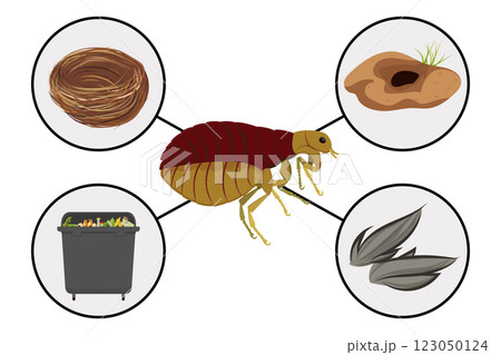 Flea habitats including bird nests, animal burrows, garbage and animal hair 123050124