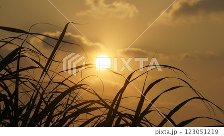 ぽつんと浮かぶ雲に朝日 123051219