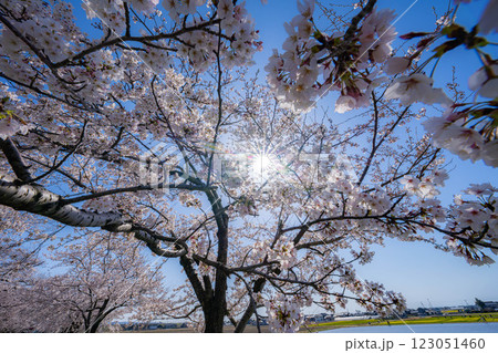 【桜素材】あさひ舟川・舟川べりの桜と青空【富山県】 123051460