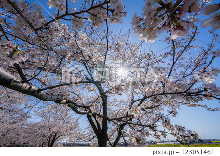 【桜素材】あさひ舟川・舟川べりの桜と青空【富山県】 【桜素材】あさひ舟川・舟川べりの桜と青空【富山県】 123051461