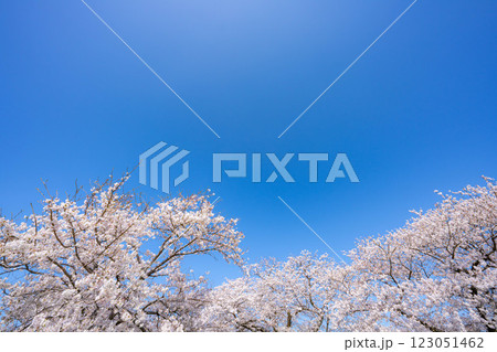 【桜素材】あさひ舟川・舟川べりの桜と青空【富山県】 123051462