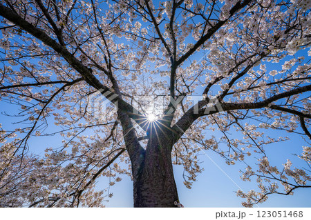 【桜素材】あさひ舟川・舟川べりの桜と青空【富山県】 【桜素材】あさひ舟川・舟川べりの桜と青空【富山県】 123051468