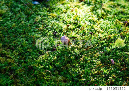 森の合間に生える苔 123051522
