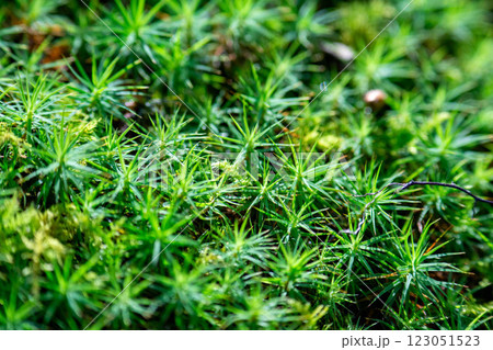 森の合間に生える苔 123051523