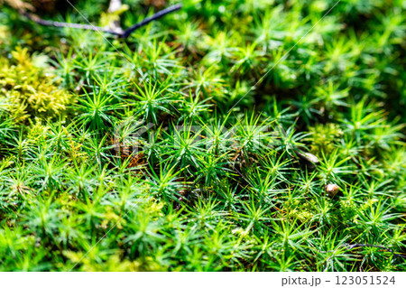 森の合間に生える苔 123051524