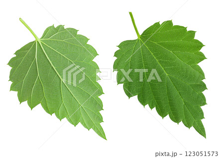 Hop cone leaves isolated on white background. Beer brewing ingredients Hop cone leaves isolated on white background. Beer brewing ingredients 123051573