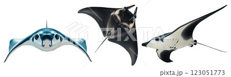 A set of blue and black manta rays isolated on a transparent background. Elegant marine creature with a smooth, streamlined body and elongated fins. 123051773