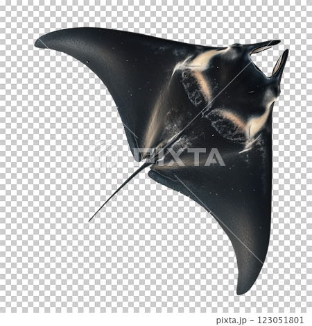 Black manta ray isolated on a transparent background. Elegant marine creature with a smooth, streamlined body and elongated fins. 123051801
