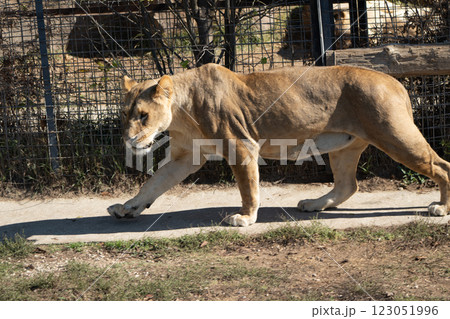 Lioness Walking Zoo Enclosure Autumn 123051996