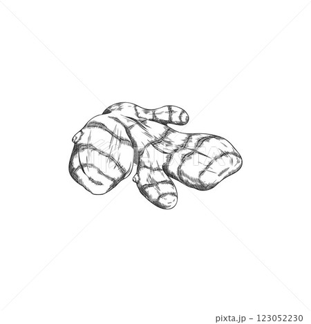 Vector black and white sketch illustration of turmeric root, hand drawn. 123052230