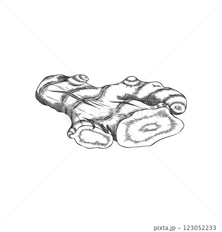 Turmeric root cut engraved sketch vector icon, hand drawn Curcuma spicy spice, organic seasoning, ginger condiment plant 123052233