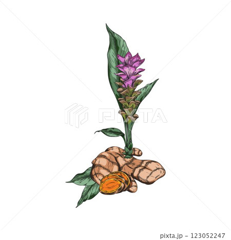 Turmeric plant flower, root sketch vector icon, color hand drawn Curcuma spicy spice organic seasoning, ginger condiment 123052247