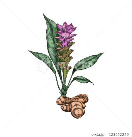 Turmeric plant flower with root sketch vector icon, color hand drawn Curcuma spice, organic seasoning, ginger condiment 123052249