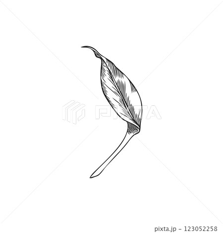 Turmeric leaf engraved sketch, garden foliage, tea herb, hand drawn floral design element, medical plant vector icon 123052258