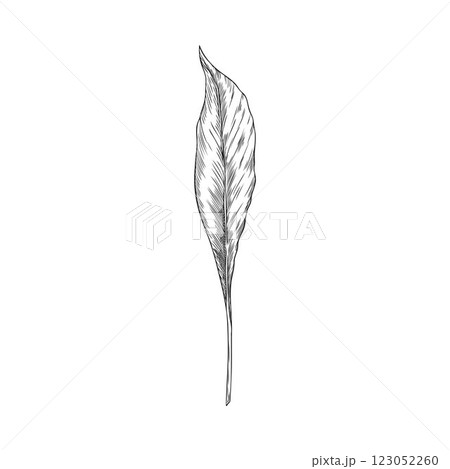 Turmeric leaf in monochrome hand drawn illustration. 123052260