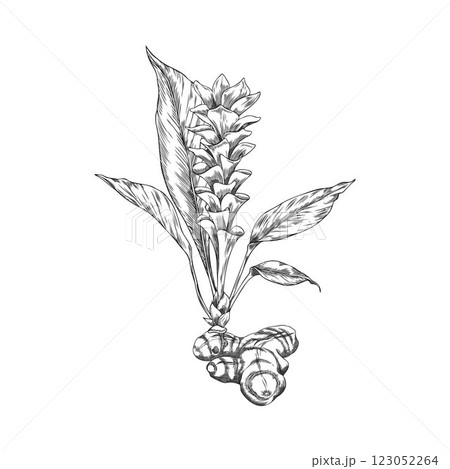 Turmeric plant flower, root engraved sketch vector icon, hand drawn Curcuma spice, organic seasoning, ginger condiment Turmeric plant flower, root engraved sketch vector icon, hand drawn Curcuma spice, organic seasoning, ginger condiment 123052264